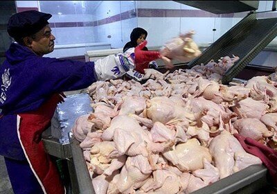 خبر مهم وزارت جهاد کشاورزی درباره واردات گوشت مرغ گرم 