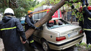 سقوط وحشتناک درخت روی خودروی پراید در مشهد + فیلم