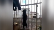 بالارفتن عجیب یک سگ از روی نرده های یک خانه + فیلم