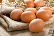 تخم مرغ ۵۰ درصد گران شد / هر شانه تخم مرغ چند؟