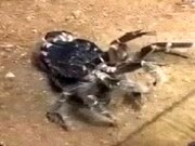 مشاهده عنکبوت عجیب رقاص در استرالیا! + رقص عجیب این حشره غوغا به پا کرد! / فیلم