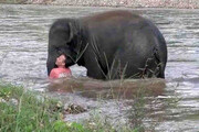 لحظه نجات معجزه آسای یک مرد از وسط سیل توسط فیل شجاع! + فیلم