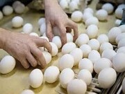 قیمت تخم ‌مرغ گران می‌شود؟