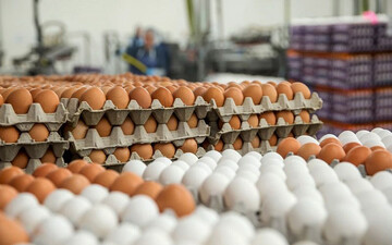 گرانی تخم مرغ هم رکورد زد/ هر شانه تحم مرغ چند؟