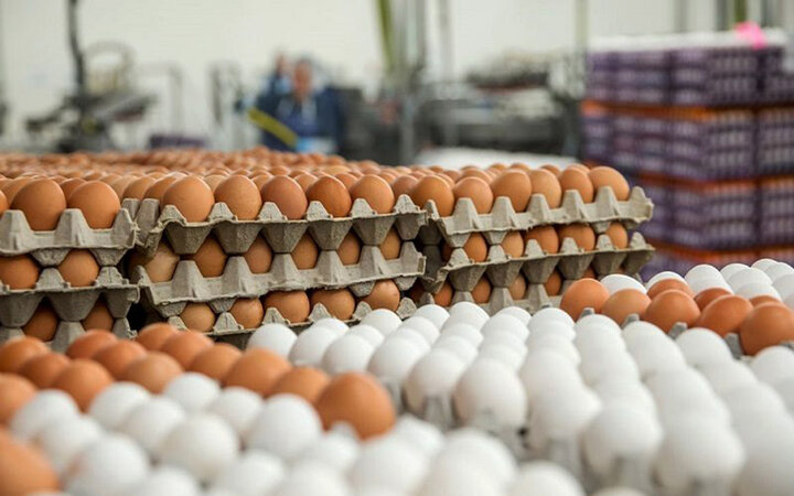 گرانی تخم مرغ هم رکورد زد/ هر شانه تحم مرغ چند؟