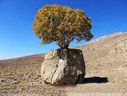 این درخت عجیب در ایران به سنگ صبور مشهور است! + علت نامگذاری / فیلم
