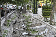آیا درختان چنار خیابان ولیعصر قطع شده است؟