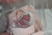 ماجرای پیداشدن نوزاد زنده در سردخانه بیمارستان شهریار