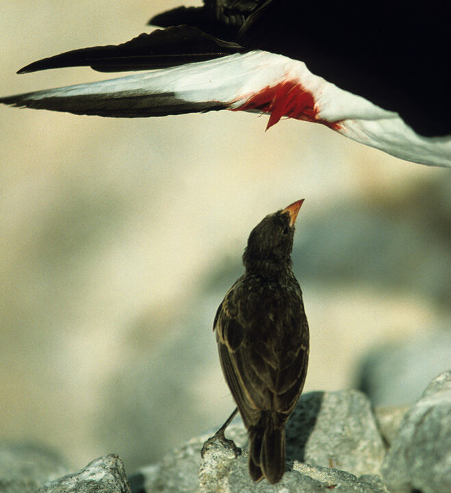 پرنده عجیبی که خون می‌خورد