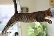 پرش عجیب یک گربه از ارتفاع بلند؛ ثبت رکورد باورنکردنی + فیلم