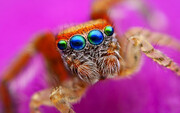 ژست گرفتن عجیب عنکبوت‌ها برای دوربین + فیلم