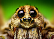 تنیدن تار و شکار  حرفه ای حشرات توسط عنکبوت + فیلم