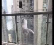 لحظه شکار کبوتر نگون بخت توسط گربه گرسنه در آسمان + فیلم