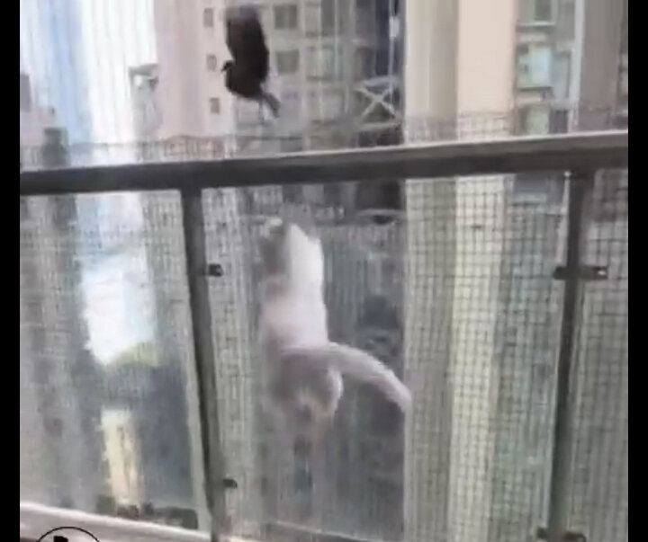 لحظه شکار کبوتر نگون بخت توسط گربه گرسنه در آسمان + فیلم