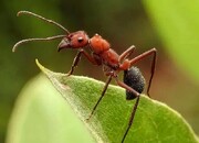 تصاویری جالب از لحظه آب خوردن مورچه‌ها