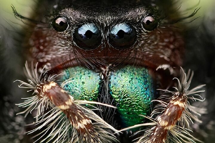 با زهرآگین ترین عنکبوت دنیا آشنا شوید + عکس