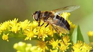ناگفته‌هایی درباره فواید نیش زنبور عسل