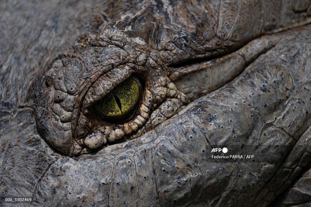عکس دیده نشده هولناک از چشم تمساح از نمای خیلی نزدیک
