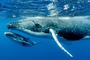 مرگ عجیب یک نهنگ در آب‌های نزدیک سواحل کیش + فیلم