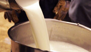 افزایش قیمت شیر خام تصویب شد/ هر کیلو شیر چند؟