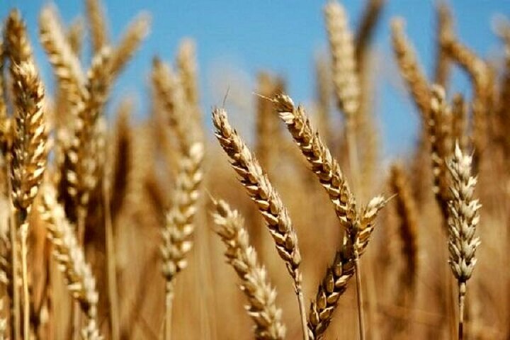 نرخ ۱۵ هزار تومانی خرید گندم صدای کشاورزان را درآورد / بازار قاچاق داغ می شود