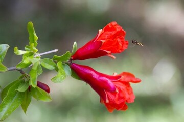 جشنواره گل انار در محلات برگزار می‌شود