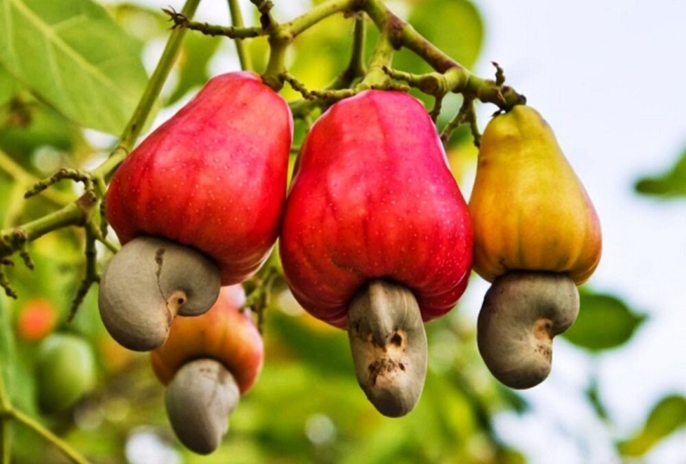 میوه عجیب بادام هندی را دیده‌اید؟!