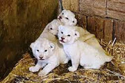 تولد توله شیرهای چهارقلو در حیات وحش کرج