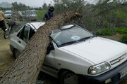 تصاویری از سقوط درخت روی یک پراید در پی طوفان / فیلم