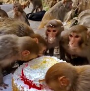 کیک خوردن جالب میمون‌ها! + فیلم