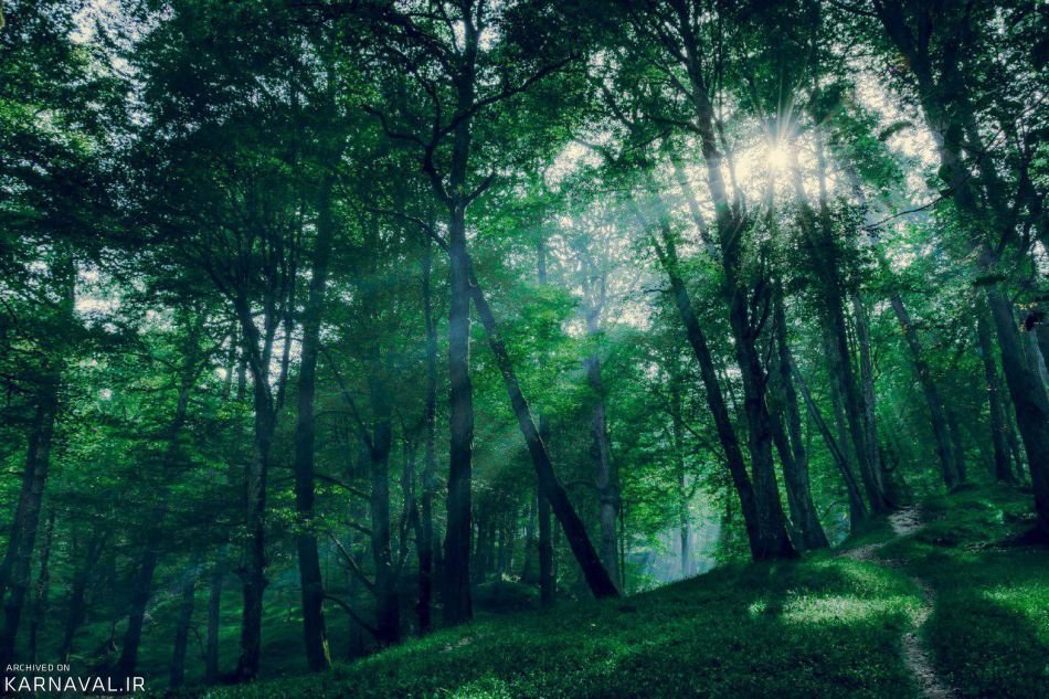 تماشای جنگل حیرت‌انگیز دالخانی رامسر
