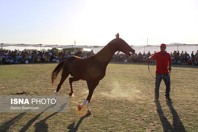 هفدهمین جشنواره ملی زیبایی اسب اصیل ترکمن - صوفیان کلاله