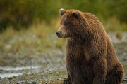 عکسی از دومین قلاده خرس قهوه‌ای ماده به همراه توله‌اش در لرستان