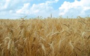قیمت خرید هر کیلو گندم از کشاورزان ۱۷ هزار تومان شد؟