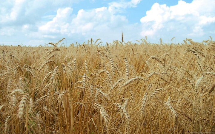 قیمت خرید هر کیلو گندم از کشاورزان ۱۷ هزار تومان شد؟