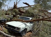 خسارات فروان و نابودی درخت ها درپی طوفان شدید در کرج + فیلم