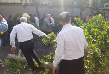 جزئیات سقوط یکی درخت‌های قدیمی خیابان ولیعصر تهران