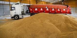 قیمت جهانی گندم ۷ دلار ارزان شد