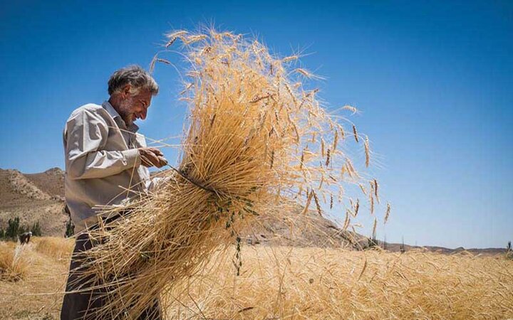 خرید تضمینی ۶۴ هزار تن گندم در استان هرمزگان