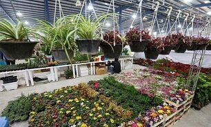افتتاح نمایشگاه گل و گیاه در سنندج 