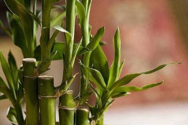 فواید باورنکردنی گیاه بامبو که از آن بی اطلاعید!