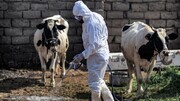 ویروس ابولا به همسایه ایران رسید/ ۲۰ تن فوت شدند