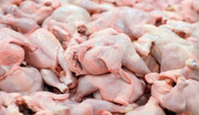 قیمت هر کیلو مرغ در بازار ۱۰۰ هزار تومان