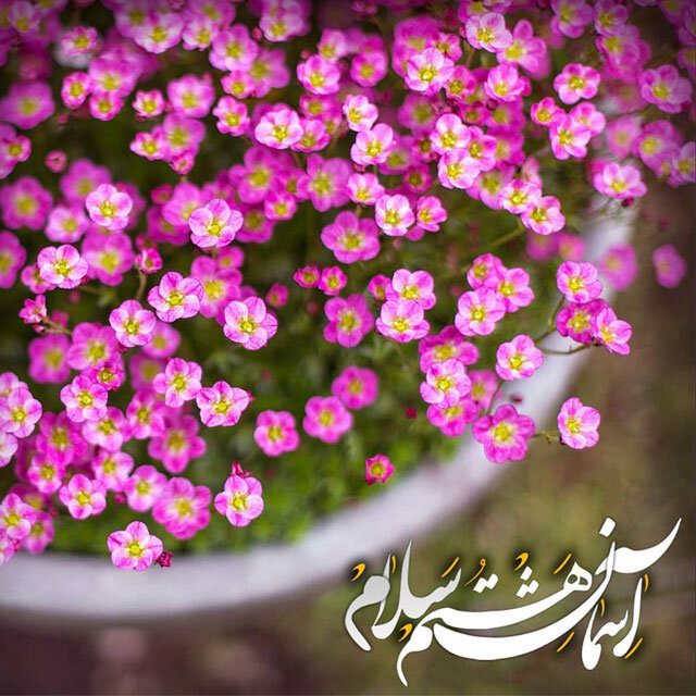 میلاد امام رضا