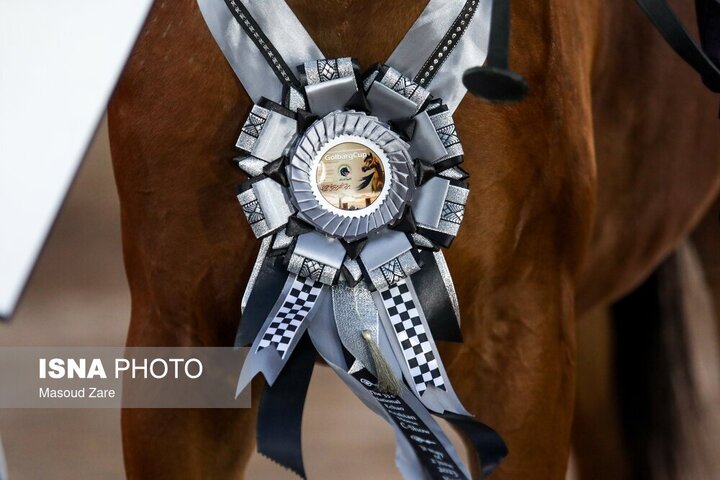 گزارش تصویری از سی و سومین دوره مسابقات زیبایی اسب اصیل عرب + عکس