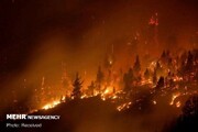 آتش‌سوزی وحشتناک جنگل‌های کانادا | سفر آتش نشانان از کشورهای مختلف برای کمک به کانادا / فیلم