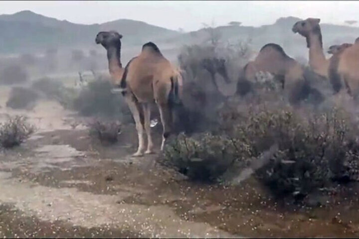 تصاویری هولناک از سیل عربستان که شترها را با خود برد! / فیلم