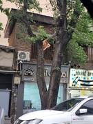 تصاویری از سقوط درخت در تهران بر اثر طوفان شدید / فیلم