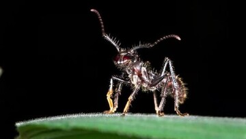 این مورچه دردناک‌ترین نیش را دارد