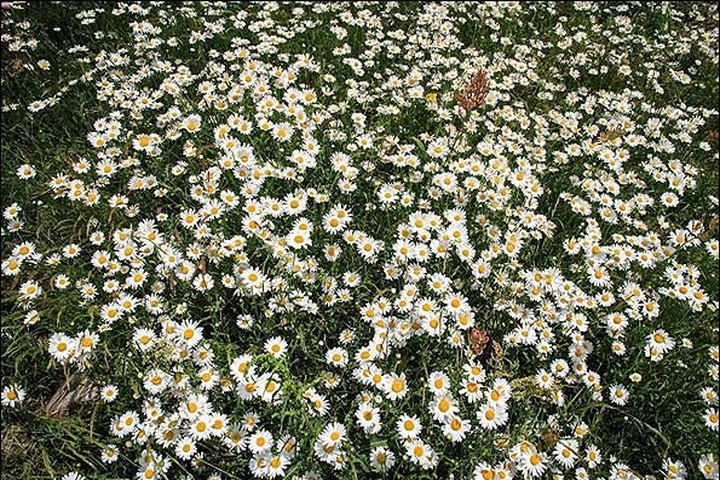 تفریحات خاص در جنگل فندقلو